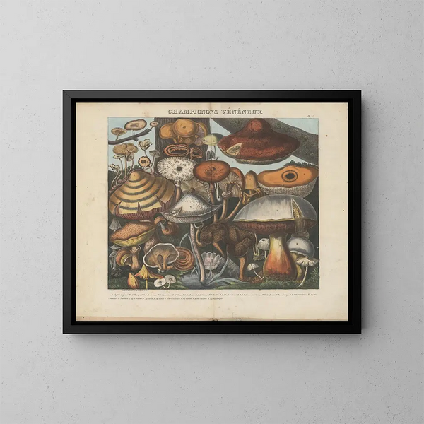 Atlas des eetbare en giftige paddenstoelen verdachte en gevaarlijke Pl10 - Michel Étienne Descourtilz — ingelijst kunstwerk aan de muur
