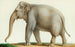 Een Indiase olifant - Nicolas Huet le Jeune — weergave van het kunstwerk