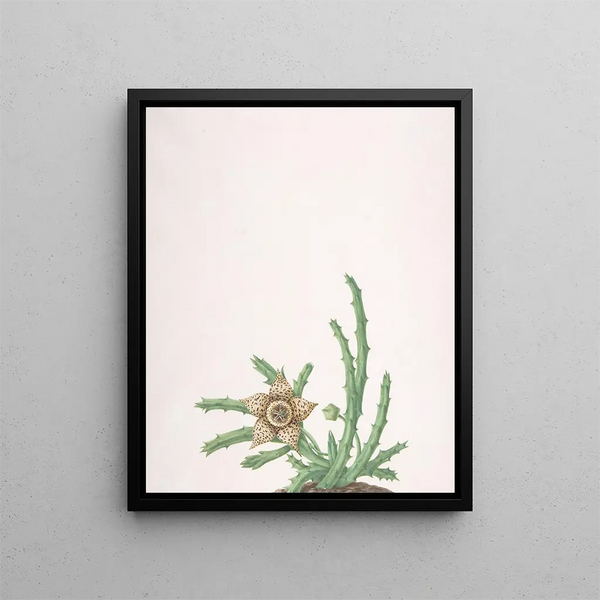 Nicolas Robert - A Stapelia Variegata.webp