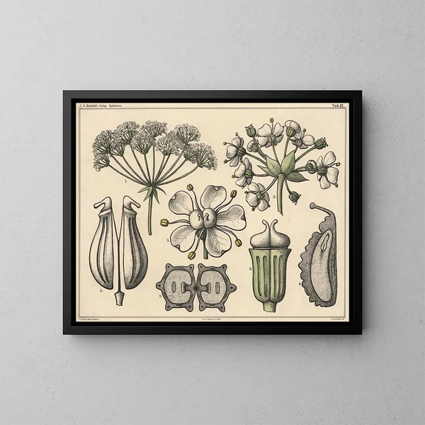 Ombelles - Niels Skovgaard — ingelijst kunstwerk aan de muur