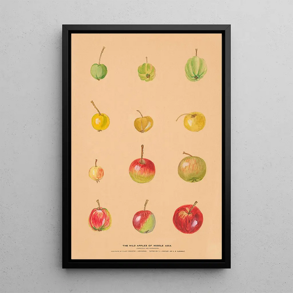 Nikolai Ivanovich Vavilov - The Wild Apples of Middle Asia.webp
