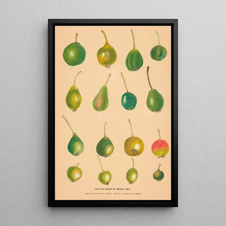 Nikolai Ivanovich Vavilov - The Wild Pears of Middle Asia.webp