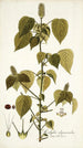 Acalypha alopecuroidea - Nikolaus Joseph Freiherr von Jacquin | Reproduction — weergave van het kunstwerk