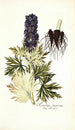 Aconitum tauricum - Nikolaus Joseph Freiherr von Jacquin — weergave van het kunstwerk