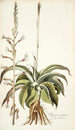 Agave virginica - Nikolaus Joseph Freiherr von Jacquin — weergave van het kunstwerk