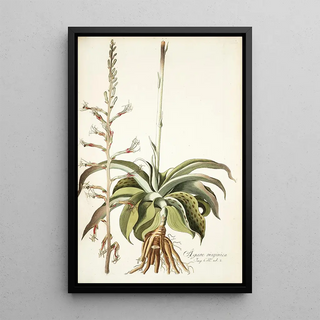 Nikolaus Joseph Freiherr von Jacquin - Agave virginica.webp