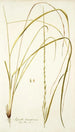 Agrostis tenacissima - Nikolaus Joseph Freiherr von Jacquin | Reproduction — weergave van het kunstwerk