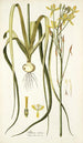 Albuca aurea - Nikolaus Joseph Freiherr von Jacquin — weergave van het kunstwerk