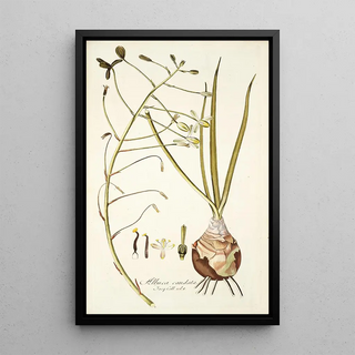 Nikolaus Joseph Freiherr von Jacquin - Albuca caudata.webp