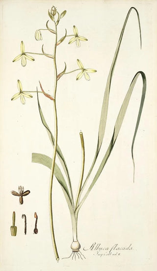 Nikolaus Joseph Freiherr von Jacquin - Albuca flaccida.webp