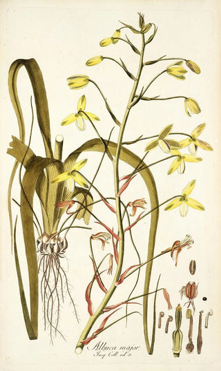 Nikolaus Joseph Freiherr von Jacquin - Albuca major.webp