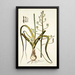 Albuca setosa - Nikolaus Joseph Freiherr von Jacquin — ingelijst kunstwerk aan de muur