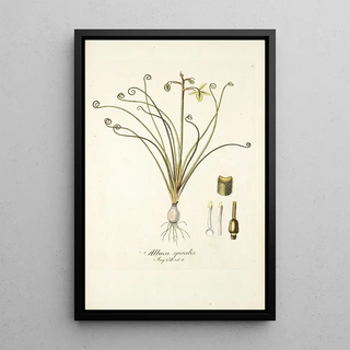 Nikolaus Joseph Freiherr von Jacquin - Albuca spiralis.webp