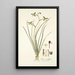 Albuca viridiflora - Nikolaus Joseph Freiherr von Jacquin — ingelijst kunstwerk aan de muur