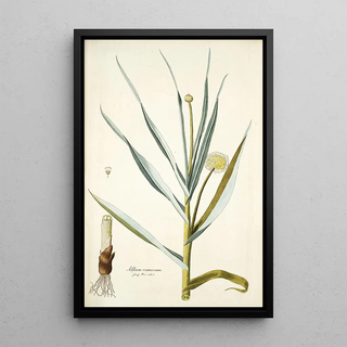 Nikolaus Joseph Freiherr von Jacquin - Alium ramosum.webp