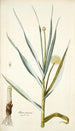 Alium ramosum - Nikolaus Joseph Freiherr von Jacquin — weergave van het kunstwerk
