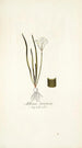 Allium striatum - Nikolaus Joseph Freiherr von Jacquin — weergave van het kunstwerk