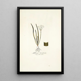 Nikolaus Joseph Freiherr von Jacquin - Allium striatum.webp