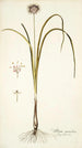 Allium suaveolens - Nikolaus Joseph Freiherr von Jacquin — weergave van het kunstwerk