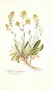Alyssum gemonense - Nikolaus Joseph Freiherr von Jacquin — weergave van het kunstwerk