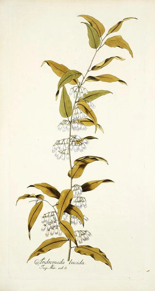 Nikolaus Joseph Freiherr von Jacquin - Andromeda lucida.webp