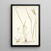Andropogon distachyos - Nikolaus Joseph Freiherr von Jacquin — ingelijst kunstwerk aan de muur