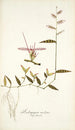 Andropogon undatus - Nikolaus Joseph Freiherr von Jacquin — weergave van het kunstwerk