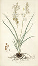 Anthericum bipedunculatum - Nikolaus Joseph Freiherr von Jacquin — weergave van het kunstwerk