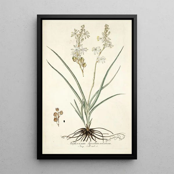 Nikolaus Joseph Freiherr von Jacquin - Anthericum bipedunculatum.webp