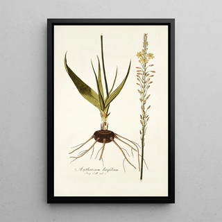 Nikolaus Joseph Freiherr von Jacquin - Anthericum latifolium.webp