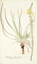 Anthericum longiscapum - Nikolaus Joseph Freiherr von Jacquin — weergave van het kunstwerk