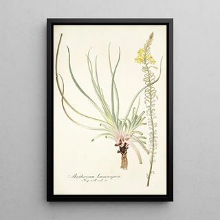 Nikolaus Joseph Freiherr von Jacquin - Anthericum longiscapum.webp