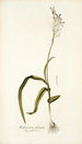 Anthericum pilosum - Nikolaus Joseph Freiherr von Jacquin — weergave van het kunstwerk