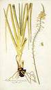 Anthericum praemorsum - Nikolaus Joseph Freiherr von Jacquin — weergave van het kunstwerk
