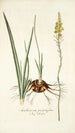 Anthericum pugioniforme - Nikolaus Joseph Freiherr von Jacquin — weergave van het kunstwerk