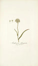 Anthericum subtrigynum - Nikolaus Joseph Freiherr von Jacquin — weergave van het kunstwerk