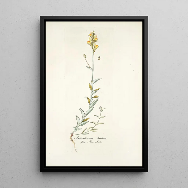 Nikolaus Joseph Freiherr von Jacquin - Antirrhinum hirtum.webp