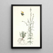 Antirrhinum parviflorum - Nikolaus Joseph Freiherr von Jacquin — ingelijst kunstwerk aan de muur