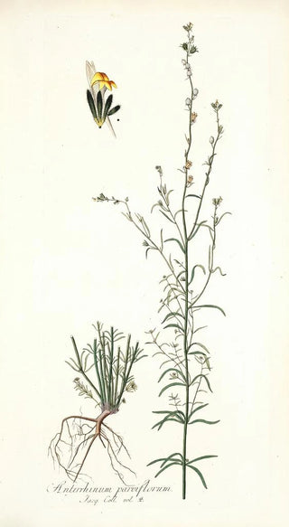 Nikolaus Joseph Freiherr von Jacquin - Antirrhinum parviflorum.webp