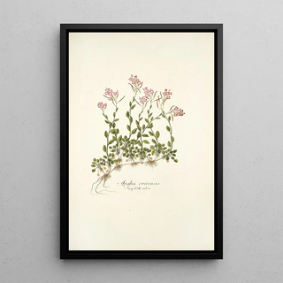 Nikolaus Joseph Freiherr von Jacquin - Arabis ovirensis.webp