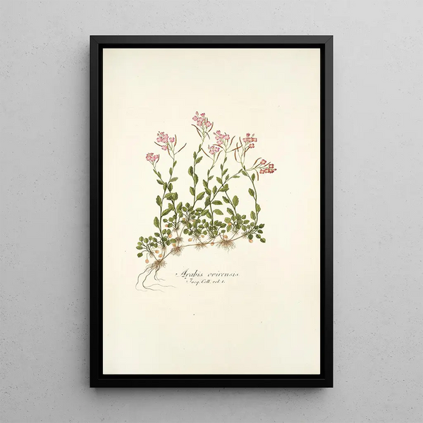 Nikolaus Joseph Freiherr von Jacquin - Arabis ovirensis.webp