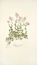 Arabis ovirensis - Nikolaus Joseph Freiherr von Jacquin — weergave van het kunstwerk
