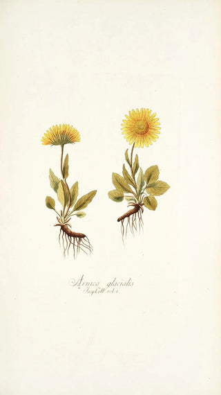 Nikolaus Joseph Freiherr von Jacquin - Arnica glacialis.webp