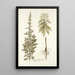 Artemisia hispanica - Nikolaus Joseph Freiherr von Jacquin — framed artwork on a wall