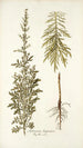 Artemisia hispanica - Nikolaus Joseph Freiherr von Jacquin — artwork view