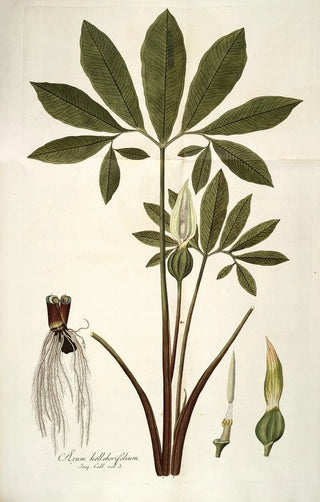 Nikolaus Joseph Freiherr von Jacquin - Arum helleborifolium.webp