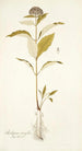 Asclepias citrifolia - Nikolaus Joseph Freiherr von Jacquin — weergave van het kunstwerk