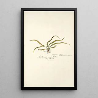 Nikolaus Joseph Freiherr von Jacquin - Asplenium angustifolium.webp