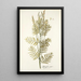 Astragalus asper - Nikolaus Joseph Freiherr von Jacquin — framed artwork on a wall