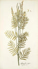Astragalus asper - Nikolaus Joseph Freiherr von Jacquin — artwork view